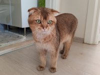 En özel renk olan Gold renkte Scottish Fold Erkek