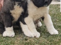 Safkan dişi Amerikan Akita
