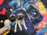 DİŞİ ERKEK PUG MOPS YAVRULARIMIZ