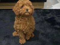 RED BROWN TOY POODLE