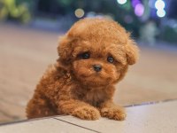 KOREAN TOY POODLE YAVRULARIM