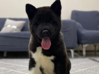 1 ay 20 günlük american akita dişi
