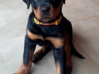 Sahibine bağlı Rottweiler yavrular