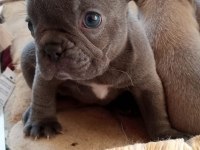 EGZOTİC BLUE FRENCH BULLDOG KALİTELİ BEBEKLER