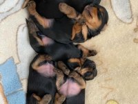 Minicik kızımın yorkshire terrier kızları