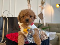 Oyuncu ve Sosyal Pomeranian Boo