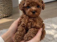 Özel Seçim Toy Poodle Yavrularımız