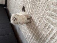 Scottish Fold Longhair Prenses Hazır