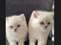 SAFKAN AYI SURAT GOLDEN POİNT BRİTİSH SHORTHAİR BEBEKLER