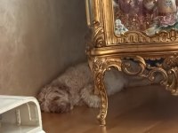 Maltipoo viski