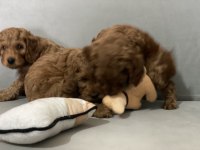 En Güzel Dişi Redbrown Toy Poodle Yavrularımız