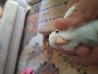 TATLI MUHABBET KUŞU BEBEKLERE YUVA ARANIYOR