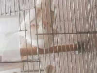 Hazır Takım Sultan Papağanı 1 Yaşında