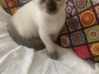 Siyam kedisi yavrumuza aile