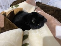 Ömürlük yuva arıyoruz scottish fold