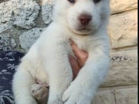 Sağlıklı Sibirya Kurdu (Husky) Kar beyaz yavrularımız