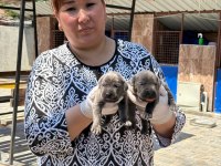 Cane corso köpekler
