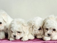 Maltese bebekler