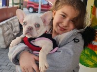 Dişi lilac tan platinium İSABELLA taşıyıcı french bulldog