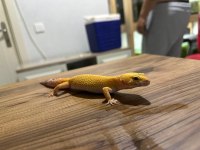 11 aylık dişi leopard gecko Tramper Sunglow