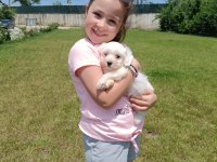 MALTESE TERRİER BEMBEYAZ YAVRULAR