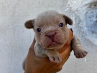 YUMUŞACIK TÜYLER YUMUŞACIK FRENCH BULLDOG PATİLER