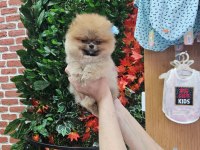 Pomeranian yavrular