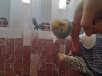 Ele avuca omuza gelen kaçmayan uysal yavru sultan