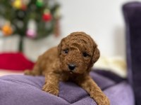 Erkek toy poodle yavrumuz yeni ailesini aramakta