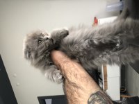 2 aylık scottish longhair
