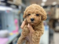 IRK GARANTİLİ MALTİPOO YAVRULARI