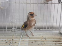 Dişi ve Erkek Saka Yavru Kuşlarım