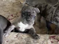 Yavru köpekler sahiplendirilecektir