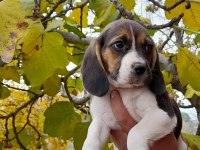 Neden mi Beagle Açıklamayı Okuyun Lütfen