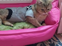 SAĞLIK NEDENİYLE BRİTİSH GOLD KEDİMİ SAHİPLENDİRECEĞİM