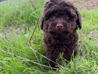 Brown korea kan erkek poodle