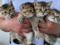 Gold black british shorthair (Mavi gözlü)