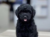 Toy Poodle Yavruları Ankara En Uygun