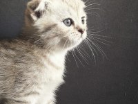 Silver Tabby Scottish Fold