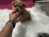 Show kalite tea cup morkie yavrumuz ziyatere açık