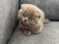 Ayı Suratlı Scottish fold yavrularim