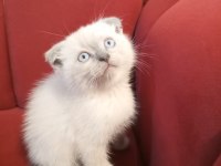 İzmir üçyol scottish fold kedilerim