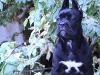 Fcı-Kıf Secereli Safkan Cane Corso Yavrular