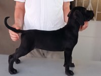A Scr Fci-kif kayıtlı cane corso