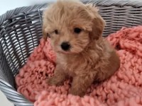 Maltipoo Yavrularımız