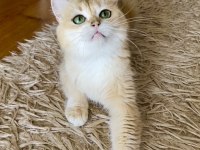 Şecereli British Shorthair yetişkin dişi
