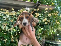 Aktif Aileler İçin Oyuncu ve Sosyal Beagle
