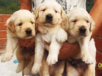 Golden retriever köpeği yavrular