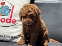 Petmode köpek çiftliğinde ziyarete açık toy poodle