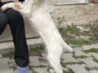 English Setter (yellow belton)